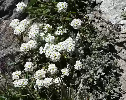 IMG_9544 Hutchinsie des Alpes (Pritzelago alpina (L.) Kuntze)